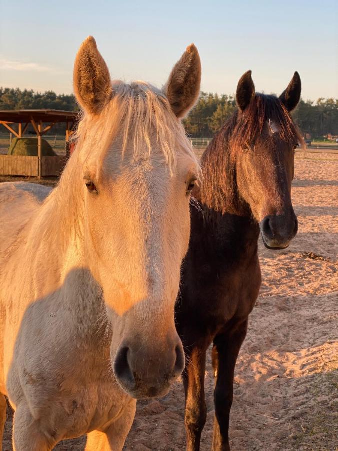 Ferienwohnung Auf Pferdehof Dreetz Bagian luar foto