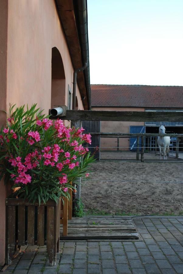 Ferienwohnung Auf Pferdehof Dreetz Bagian luar foto